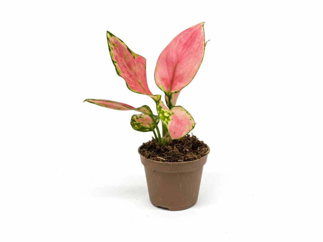 Aglaonema ‘Red Valentine’ in a pot, green leaves with vivid red-pink variegation