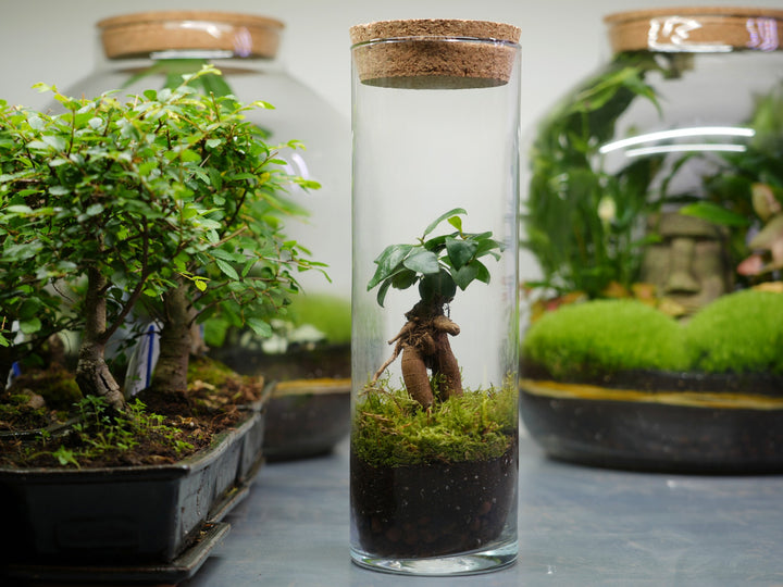 A couple of Tokyo fully-assembled terrariums from Tropical Glass filled with plants.