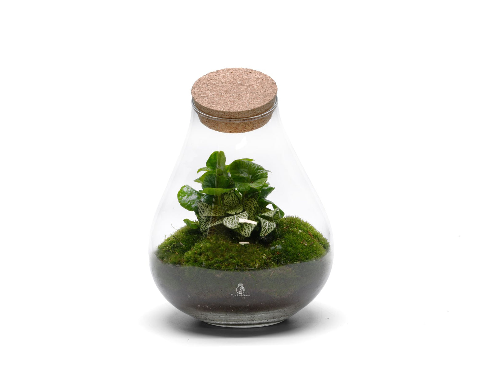 A glass terrarium featuring a variety of lush green plants and vibrant moss, resting in a layer of soil. The terrarium is topped with a cork lid, creating a beautiful, self-sustaining miniature garden.