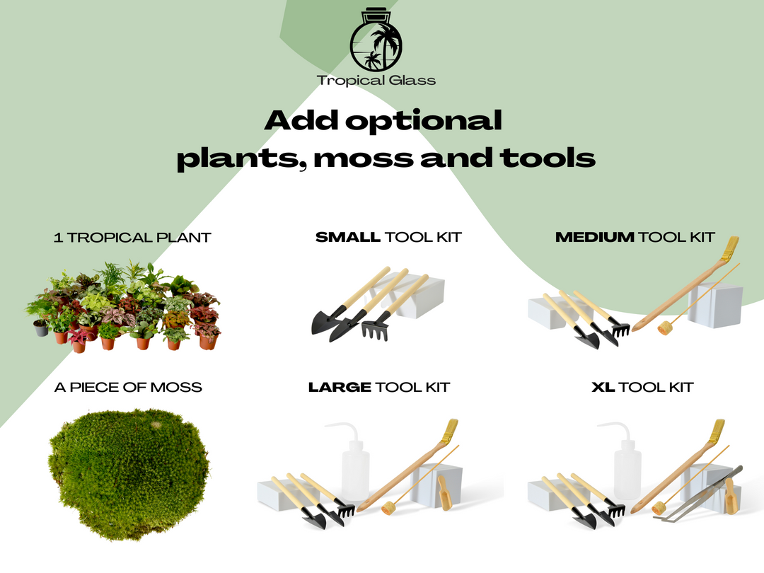 XS DIY Terrarium Starter Kit with Optional Plant and Moss