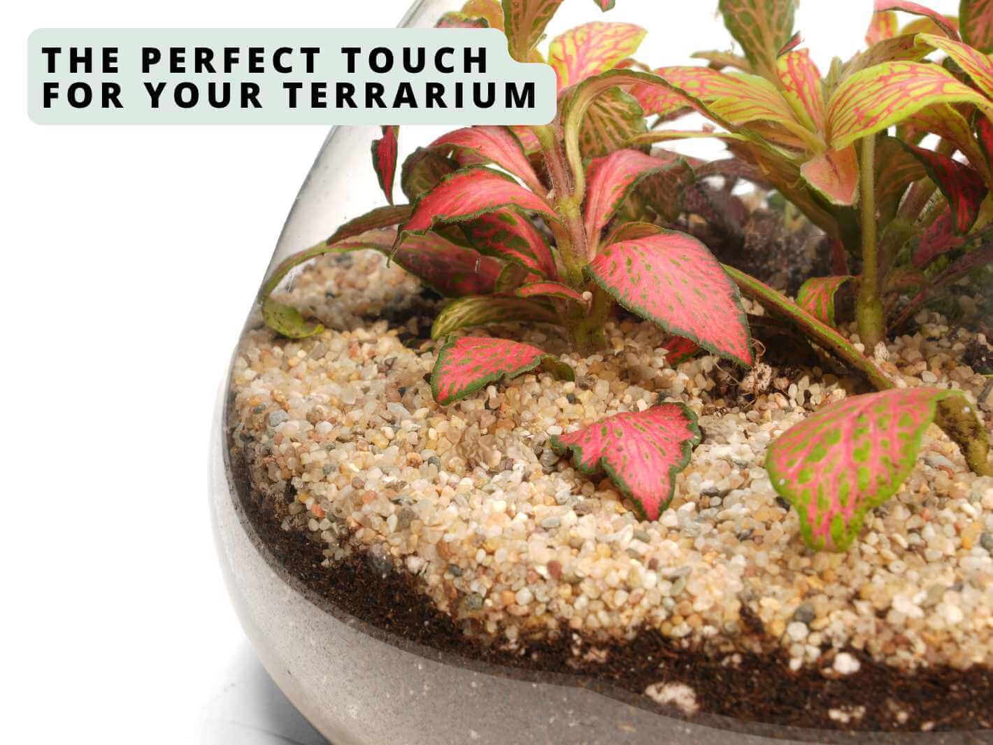Samoa coarse sand used as a decorative finishing layer in a styled terrarium plant arrangement