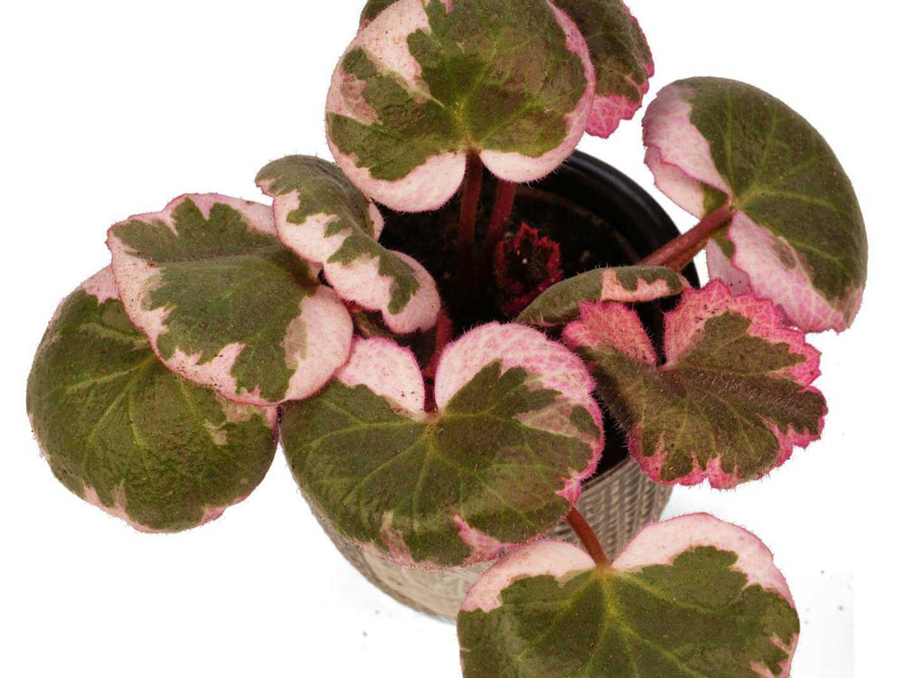 Close up of Saxifraga cuneifolia Variegata showing variegated green leaves with soft creamy-pink edges