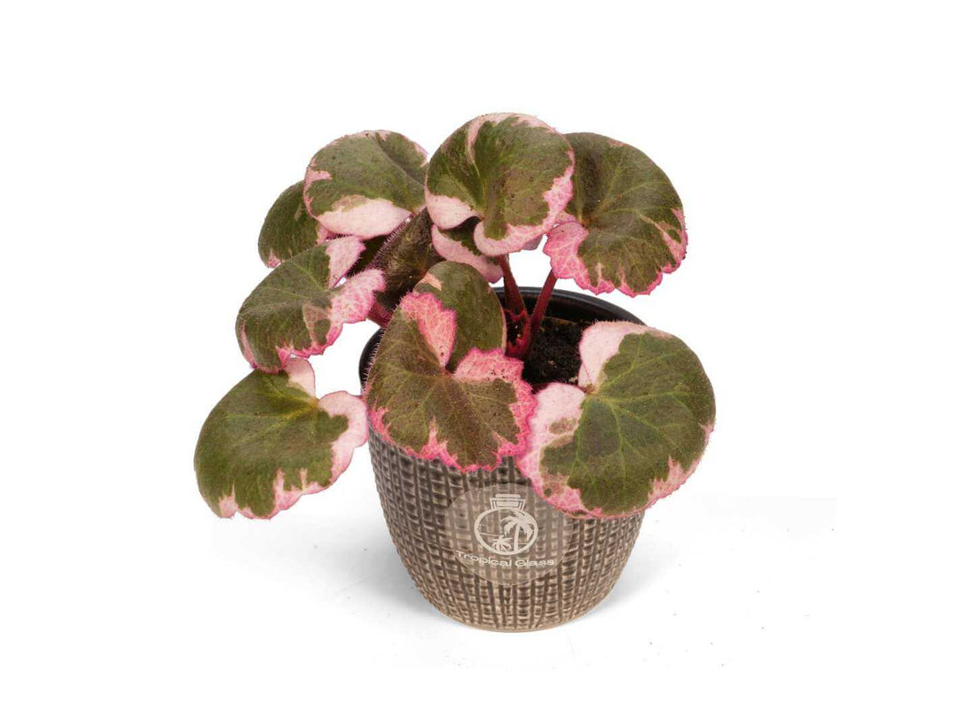 Saxifraga cuneifolia Variegata with creamy-pink edged leaves in a grey decorative pot on white background