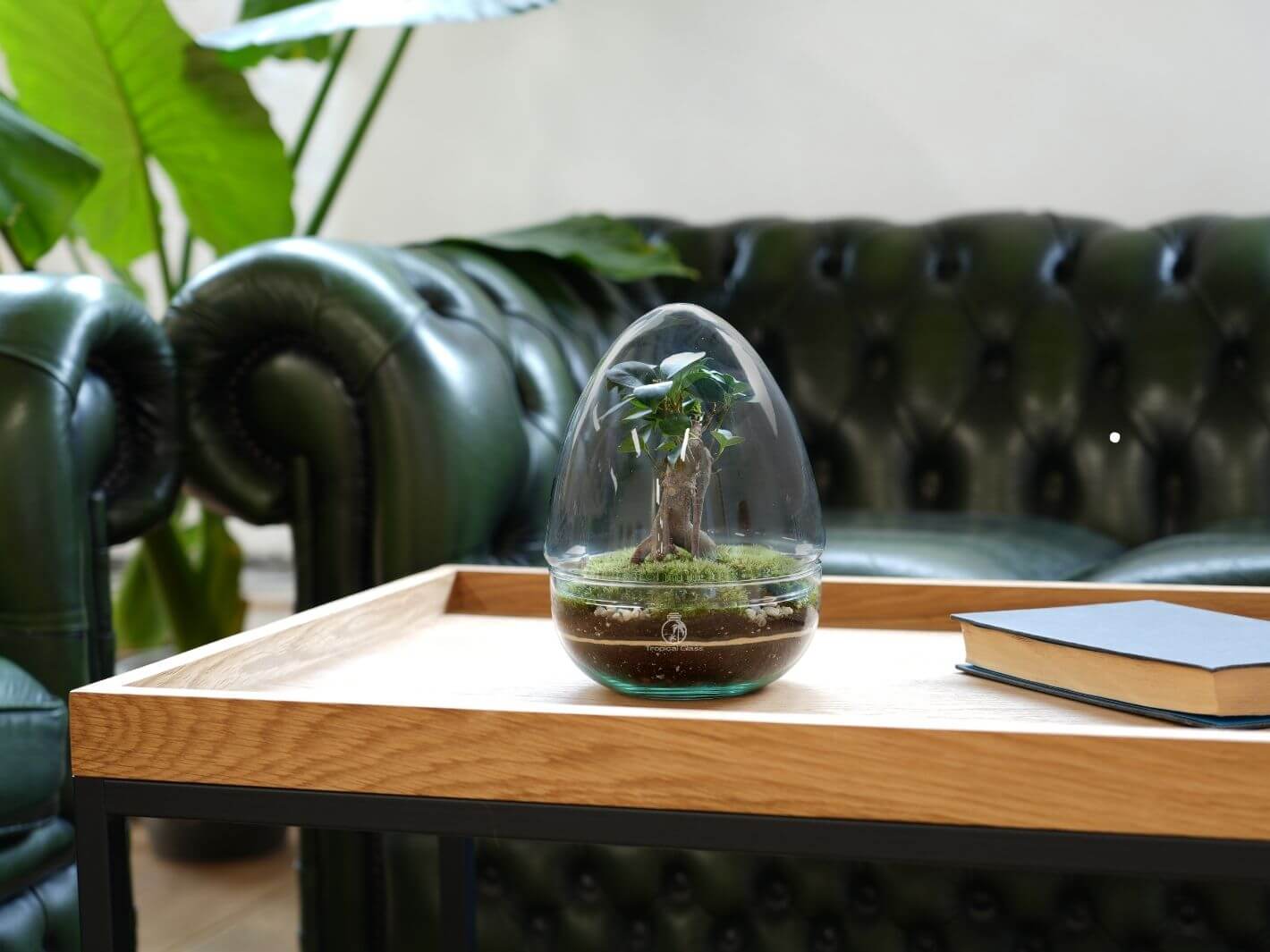 A beautifully crafted bonsai terrarium sits on a wooden coffee table, featuring a lush green bonsai plant and bun moss inside a clear glass dome.