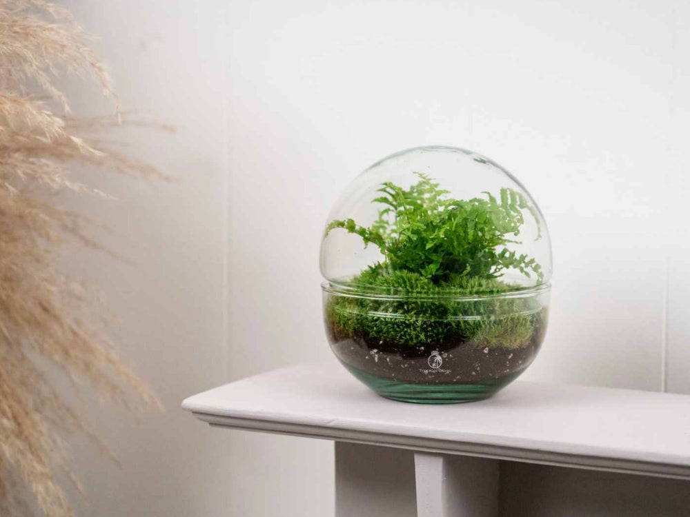 Fern terrarium in globe-shaped glass container