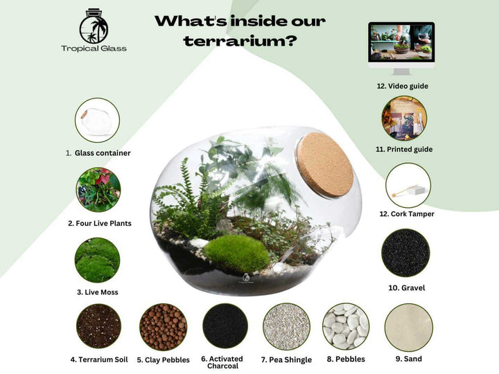 Indoor botanical garden terrarium with live plants