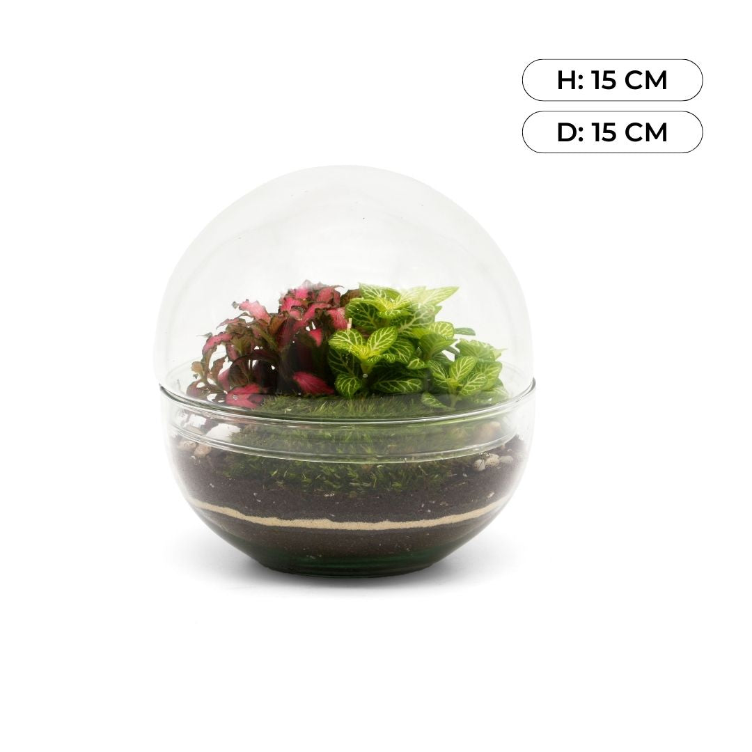 Small Glass Globe DIY Terrarium Kit with Fittonia Tropical Glass