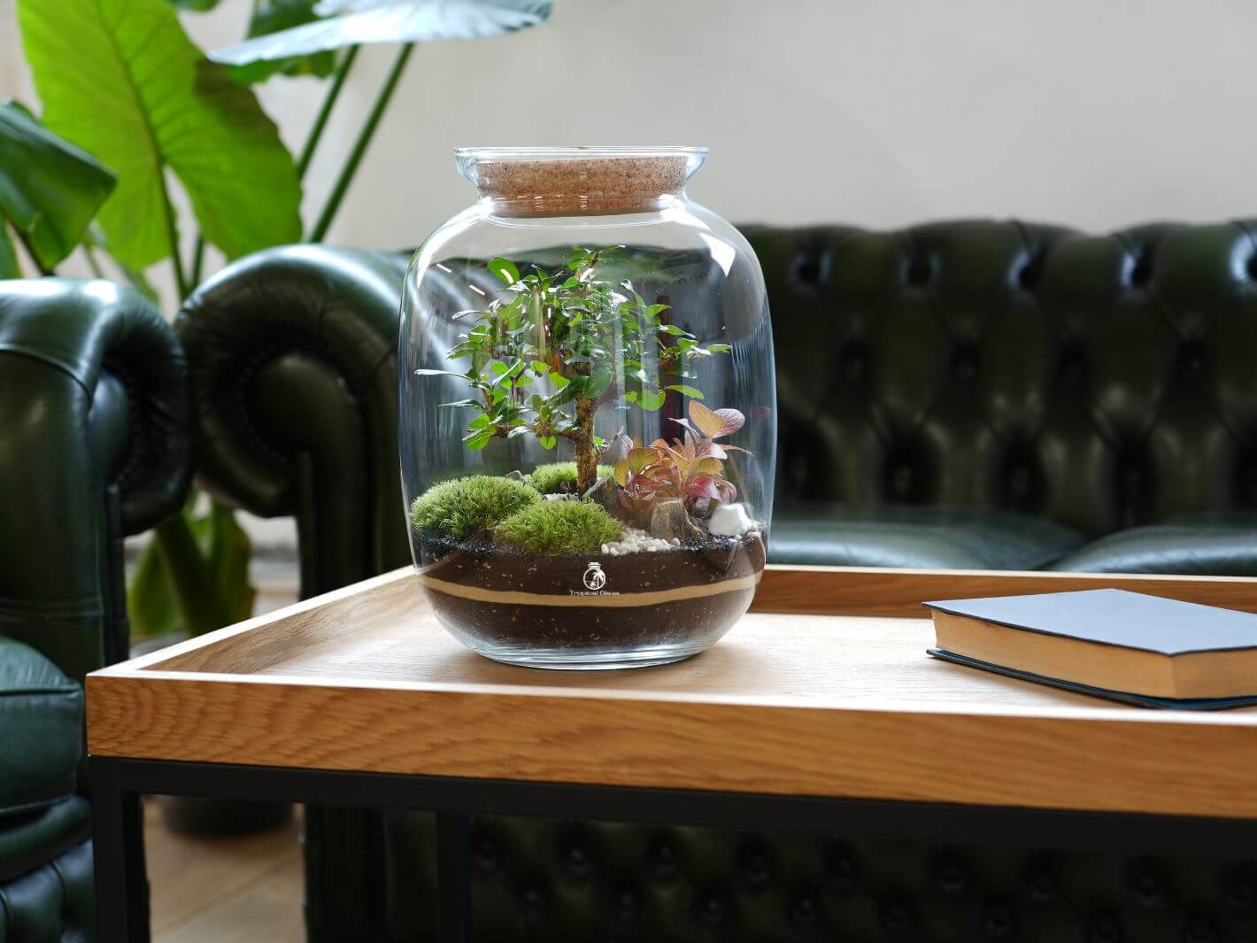 A closed terrarium featuring a live Bonsai tree and vibrant Fittonia plants sits inside a glass container with a cork lid.