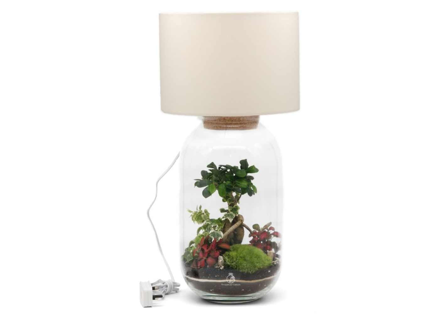 A stylish terrarium lamp featuring a glass container with a cork lid, showcasing a miniature garden with a Ficus Bonsai Ginseng, vibrant Fittonia plants, and decorative elements.