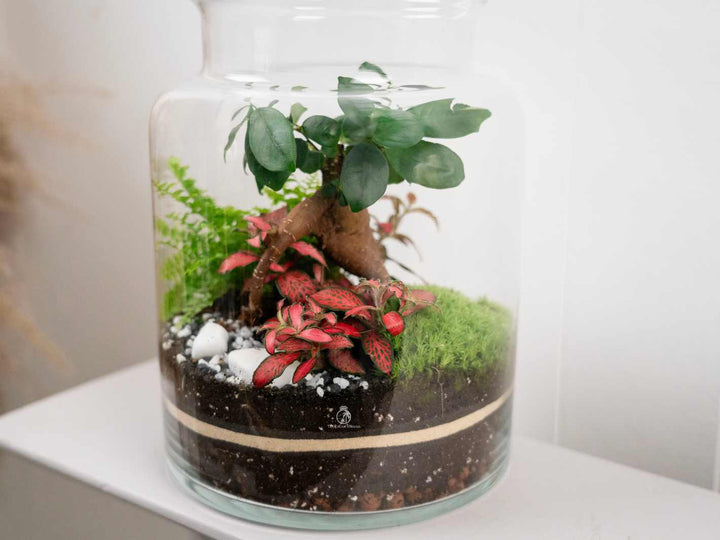 best bonsai tree for terrarium Bonsai Terrarium Kit 'Perth' H:25cm