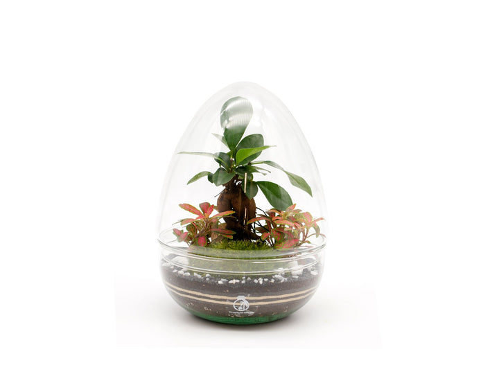 DIY Terrarium Kit with Bonsai and Fittonia H: 21 cm | 'Sapporo'
