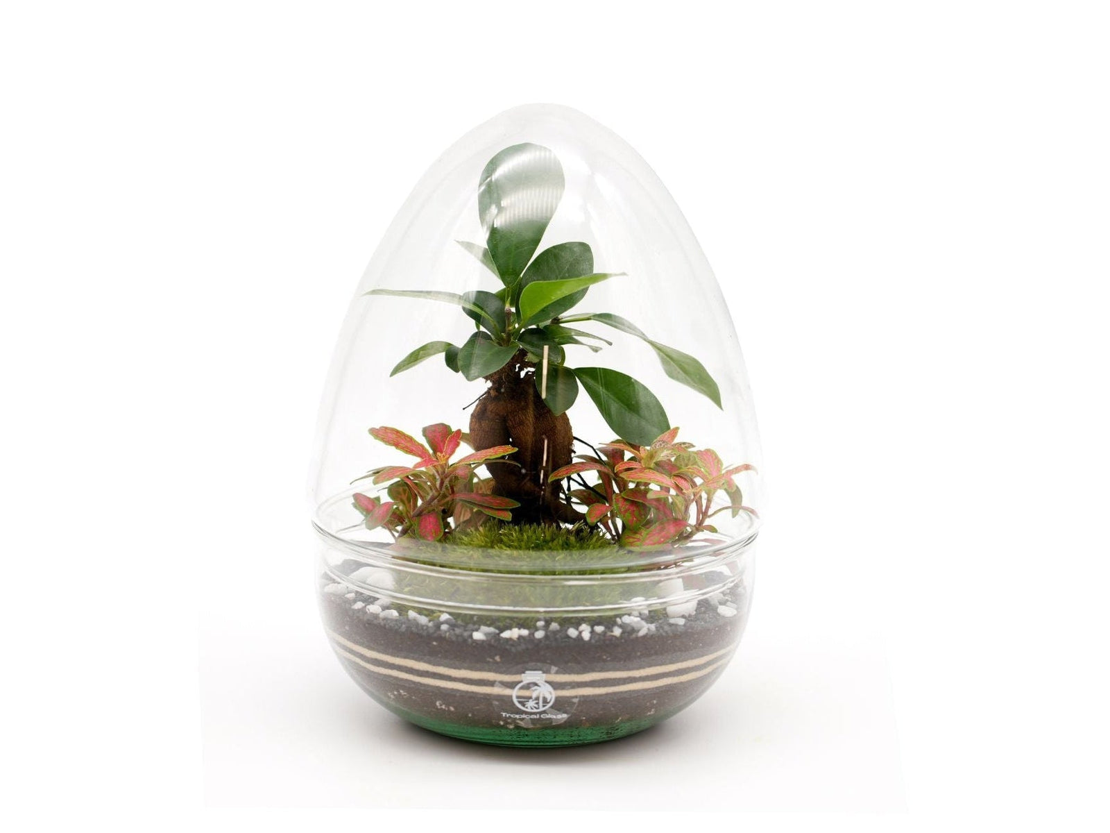 A beautifully arranged DIY terrarium featuring a Ficus Bonsai tree at its center, surrounded by vibrant red and green Fittonia plants. The terrarium is encased in a clear glass dome, highlighting the lush moss and layered soil below.