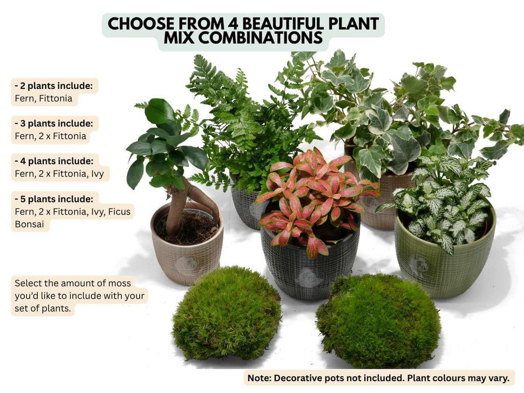 Lush selection of plants for closed terrariums