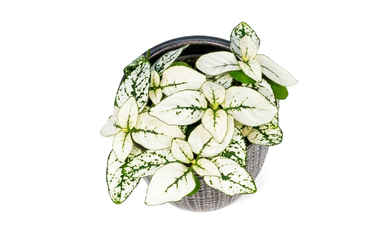 A top-down view of a lush White Polka Dot Plant featuring vibrant green leaves with striking white speckles and a unique pattern. The plant is nestled in a simple gray pot, showcasing its decorative foliage against a clean white background.