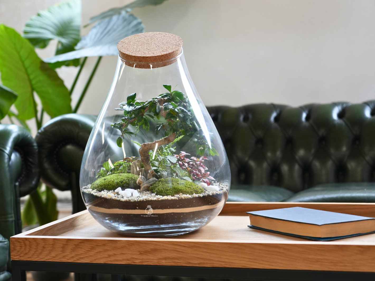 Glass terrarium with cork lid on a wooden table, surrounded by green plants and a black leather couch.