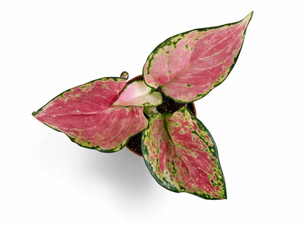 Close-up of Aglaonema ‘Red Valentine’ foliage, green edges with a deep red-pink center.