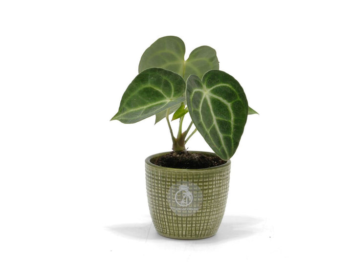 Anthurium clarinervium foliage plant with velvety heart‑shaped leaves in a 6 cm pot