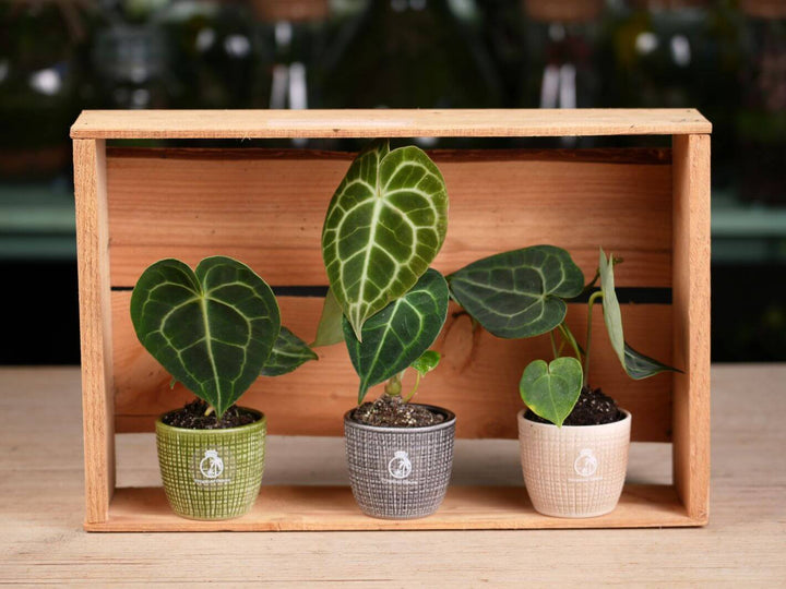 View of three different Anthurium clarinervium with lush, white‑veined foliage.