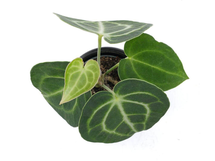 Close‑up of Anthurium clarinervium leaf showing white veins on dark green velvet