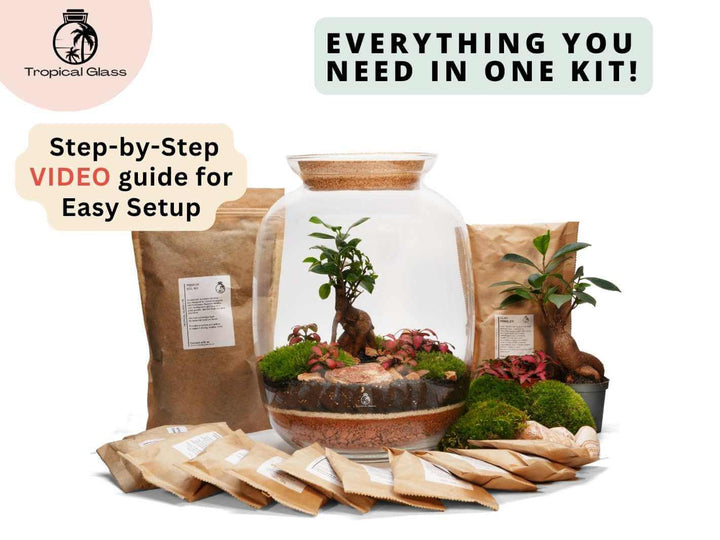 Complete terrarium kit with Ficus Ginseng bonsai plants moss and layering materials