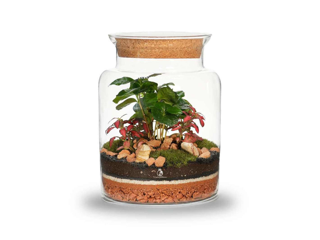 Artisan Range DIY terrarium kit 25 cm glass jar with plants and moss on white background