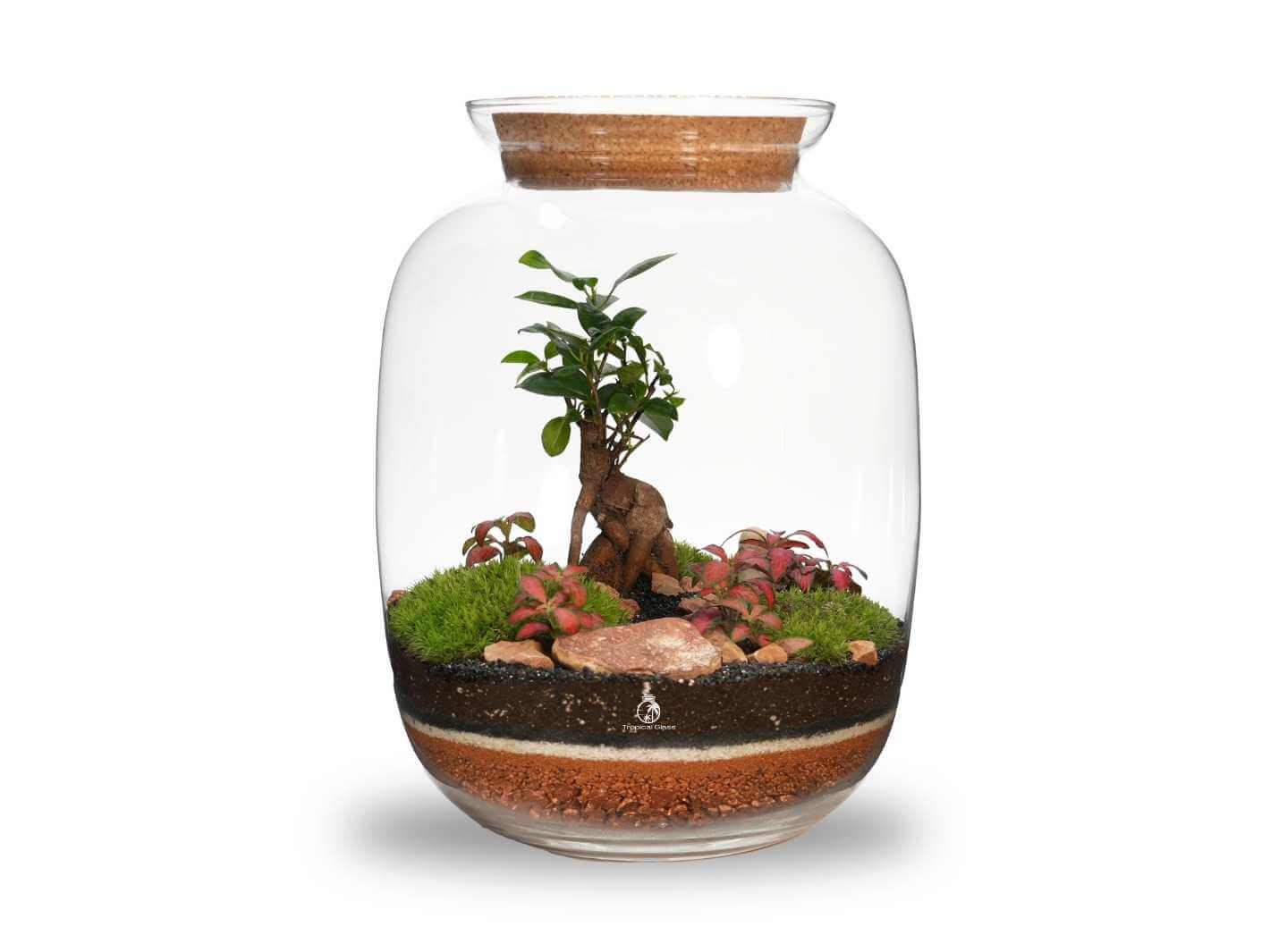 Artisan Range DIY terrarium kit with Ficus Ginseng bonsai 32 cm glass jar white background