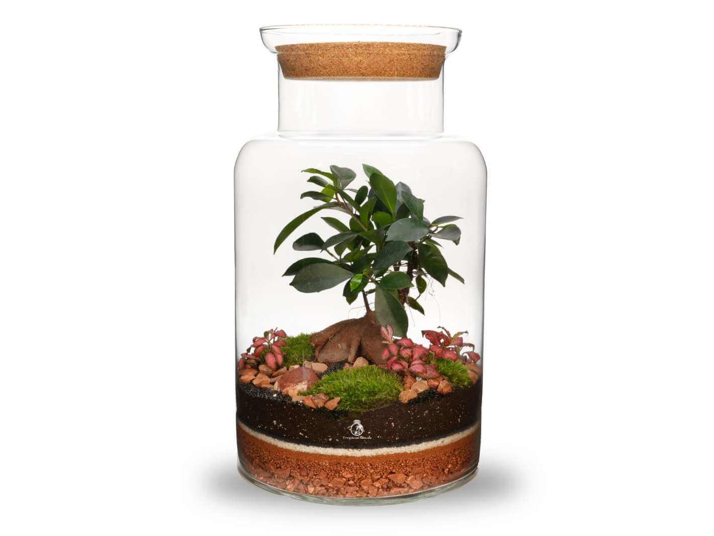 Artisan range ficus ginseng terrarium kit, 42 cm white glass jar, decorative indoor plant setup