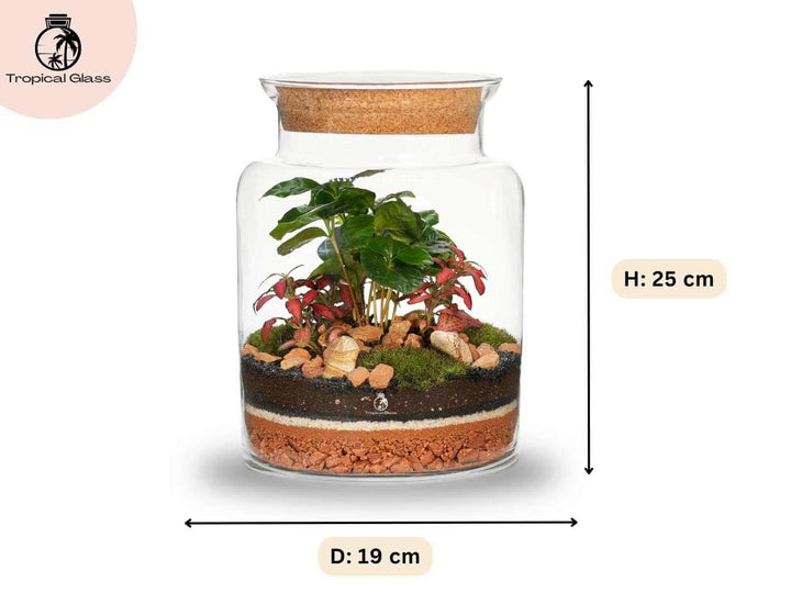 Artisan Range DIY terrarium size 25 cm height and 19 cm diameter glass jar dimensions