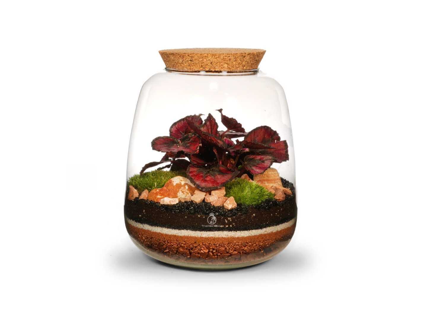 Artisan DIY terrarium kit in a 22 cm bulb shaped mouth blown glass jar with Begonia Red Kiss, cushion moss and decorative layers