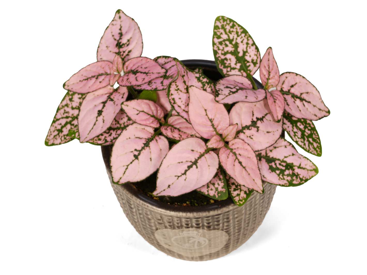 A vibrant pink polka dot plant (Hypoestes) with striking pink and green variegated leaves is displayed in a textured decorative pot. The plants unique foliage showcases a beautiful contrast of colors, enhancing its ornamental appeal.