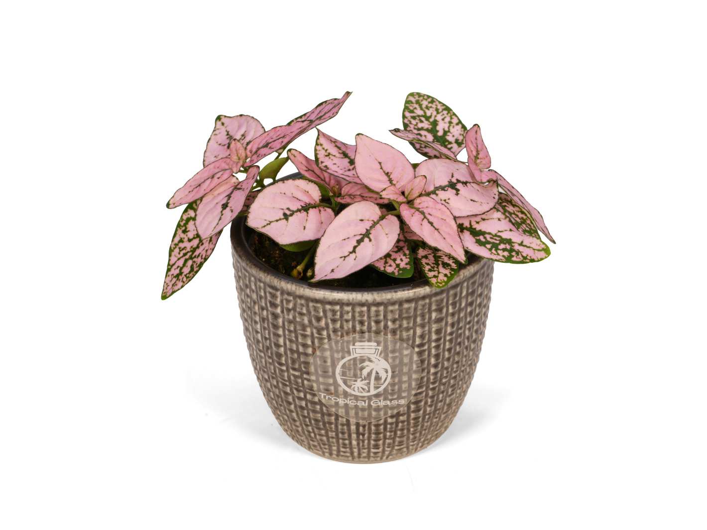 A vibrant Pink Polka Dot Plant with striking pink and green foliage is displayed in a textured gray pot. The plants unique leaves showcase a mix of colors, adding a decorative touch to any indoor space.