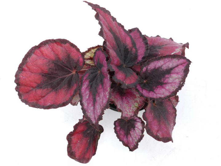 Velvety red foliage of Begonia Rex Red Kiss houseplant