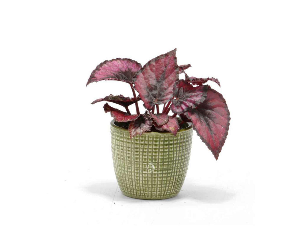 Begonia Rex Red Kiss with deep red and dark green leaves
