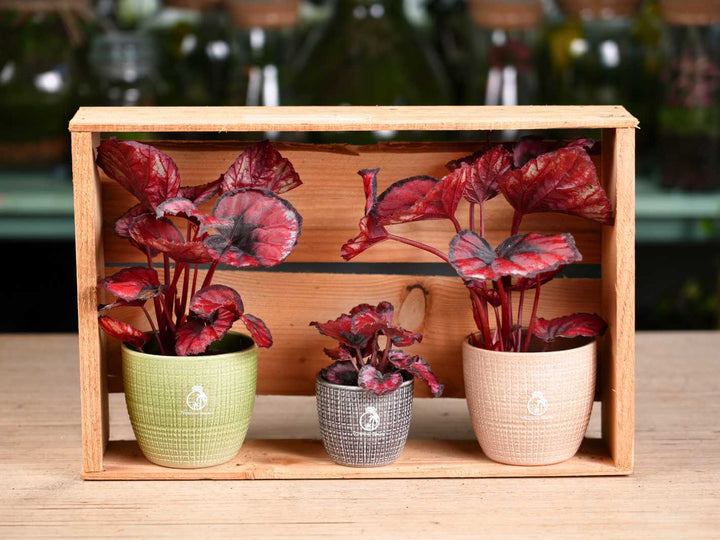 Mini Begonia Rex Red Kiss plant in a 6 cm nursery pot for terrariums