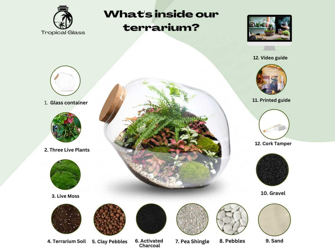 Handmade DIY terrarium kit with cork lid and live houseplants