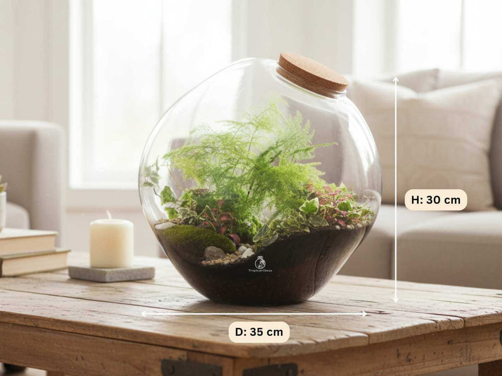 DIY indoor plant display kit with corked glass jar, Ivy and green moss