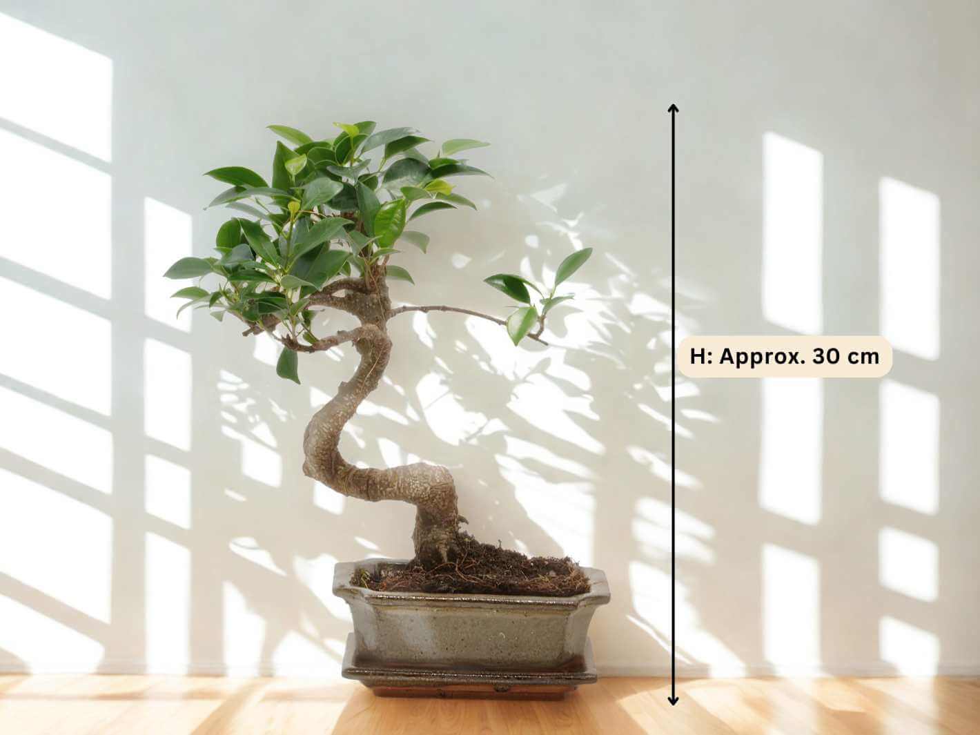 A Ficus Retusa bonsai tree with an elegant S-shaped trunk and glossy green leaves is displayed in a ceramic pot, casting intricate shadows on a light wall.