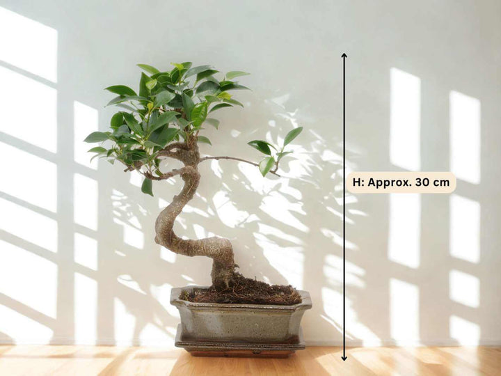 Ficus Retusa Bonsai Tree | S-Shaped
