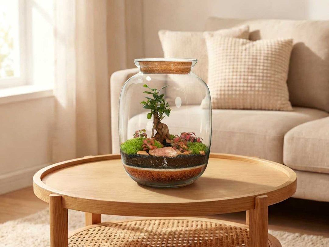 Artisan Range Ficus Ginseng bonsai terrarium displayed in modern home interior setting