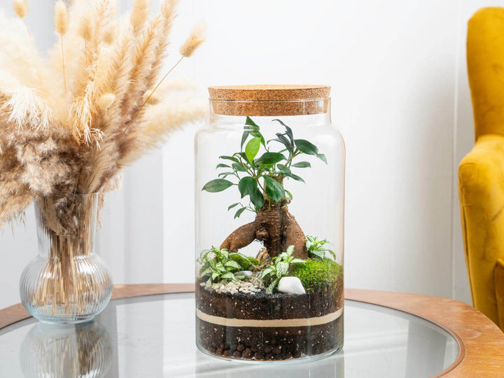 Elegant bonsai terrarium – a unique plant gift for nature lovers, home decor enthusiasts, and gardening fans.