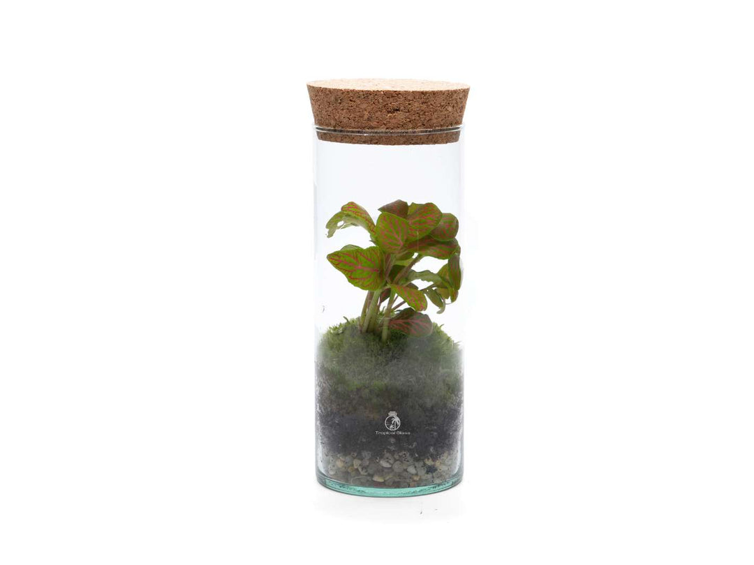 Complete DIY terrarium kit with Fittonia, moss, and pebbles