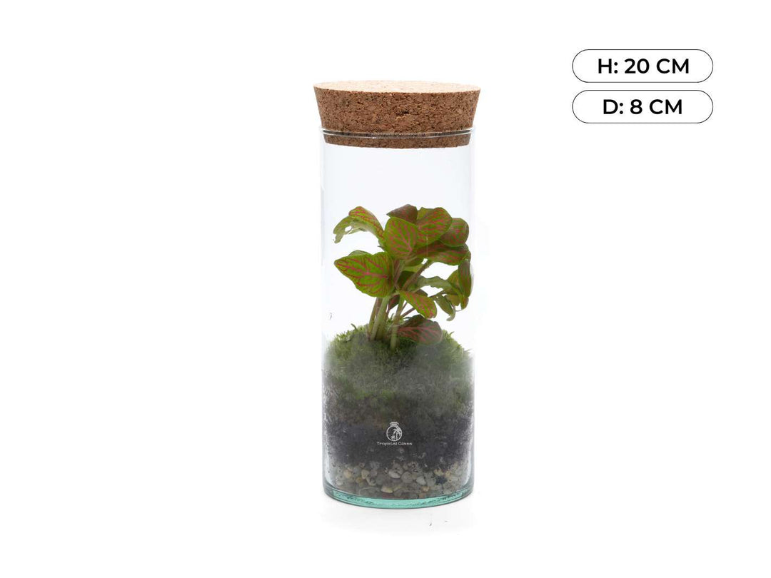 Small bottle terrarium kit with step-by-step guide