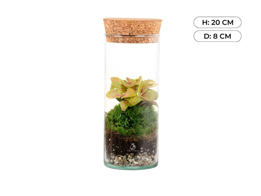 DIY Bottle Terrarium with Fittonia Moss Perfect Gift Tropical Glass