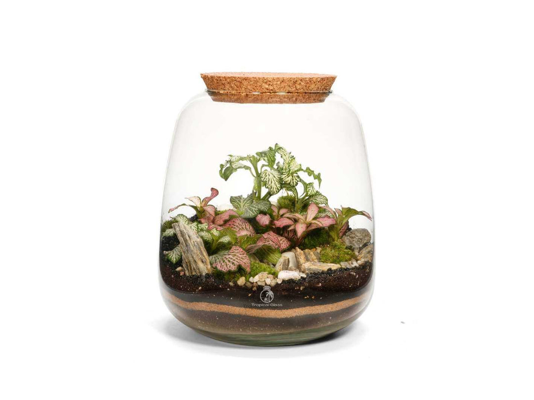 Closed bulb terrarium with live Fittonia plants and moss inside recycled glass jar with cork lid