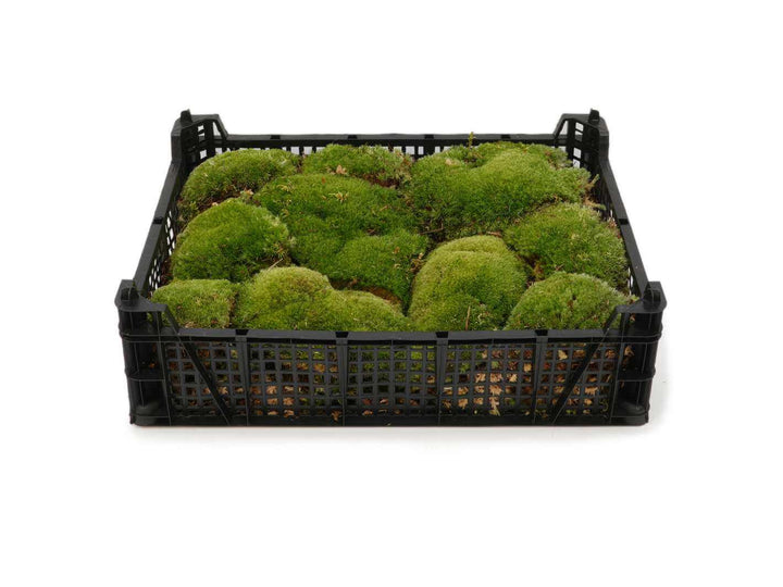 Close up of live bun moss showing mixed cushion sizes and natural texture