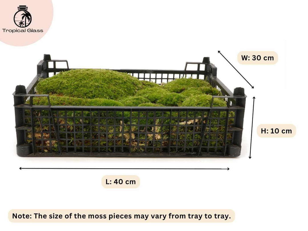 Live bun moss tray showing dimensions 40 x 30 x 10 cm with full coverage