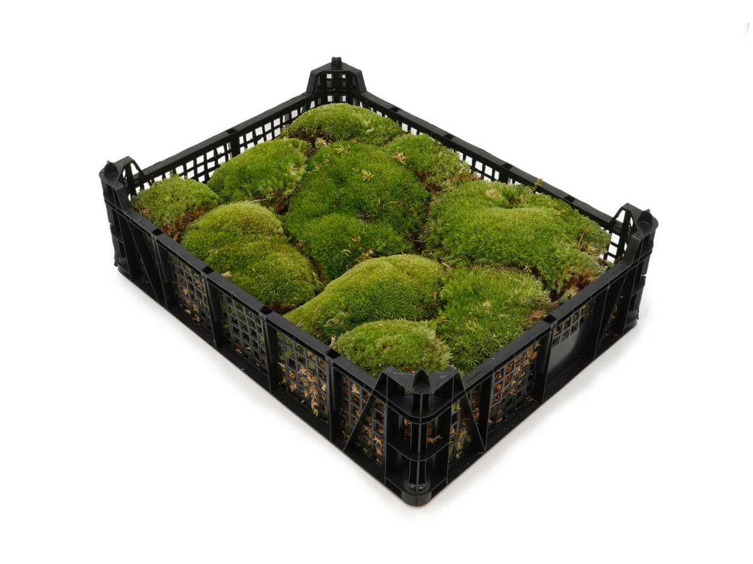 Full tray of live bun moss on white background ready for terrarium use