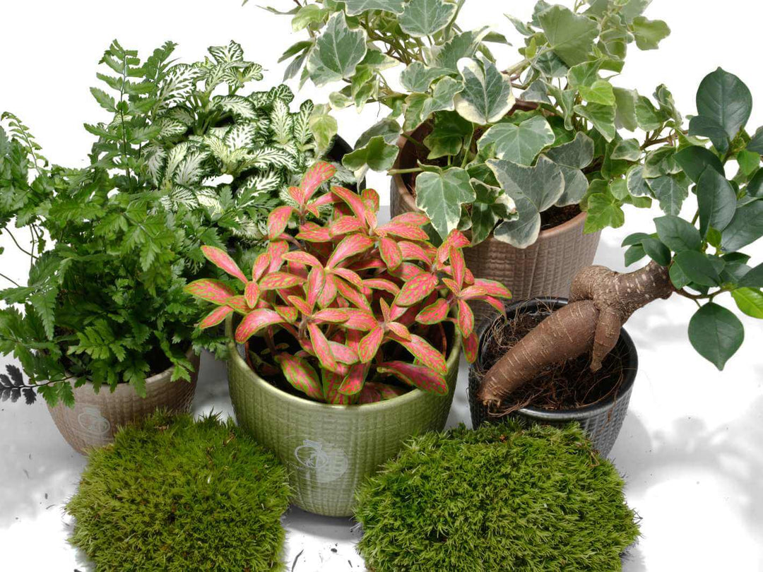 Indoor terrarium plant mix with tropical foliage and moss