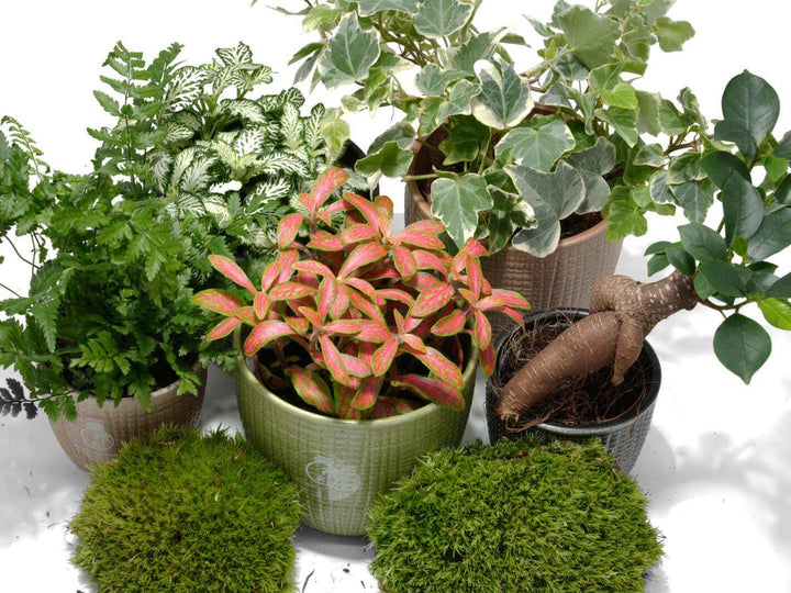 Indoor terrarium plant mix with tropical foliage and moss