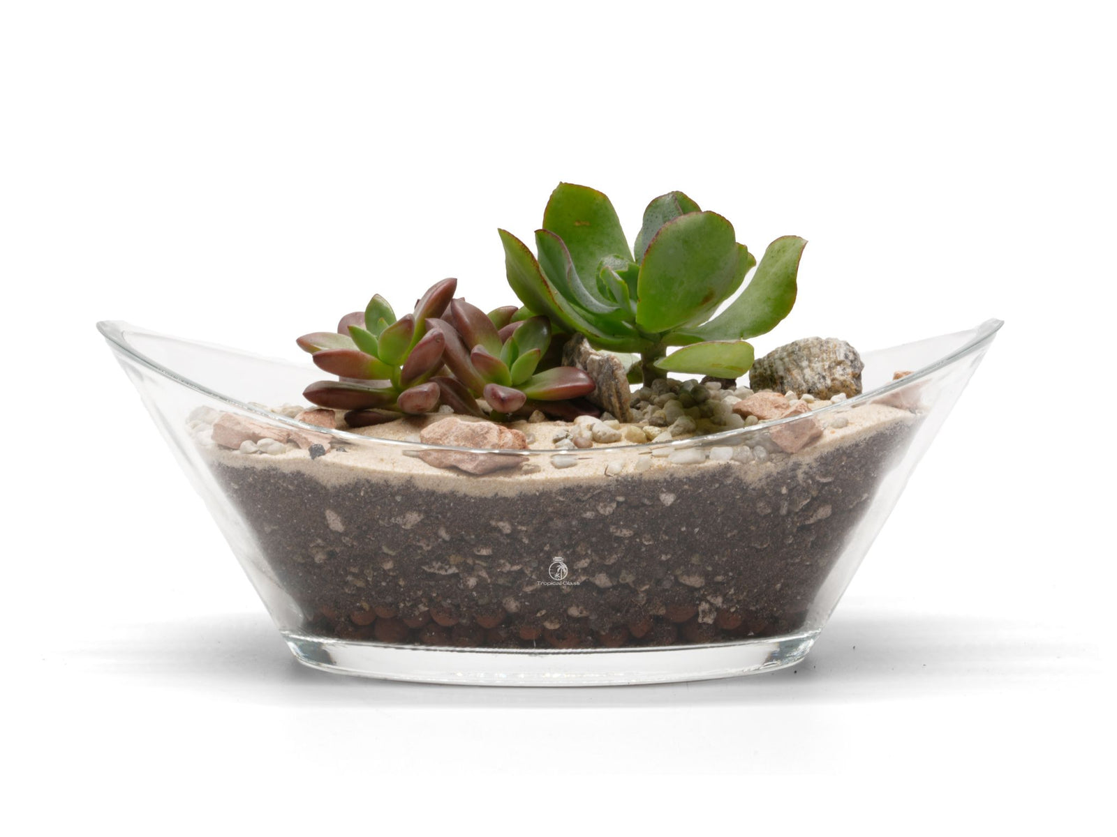 A clear glass terrarium features layered soil and decorative stones, housing vibrant succulent plants with green.